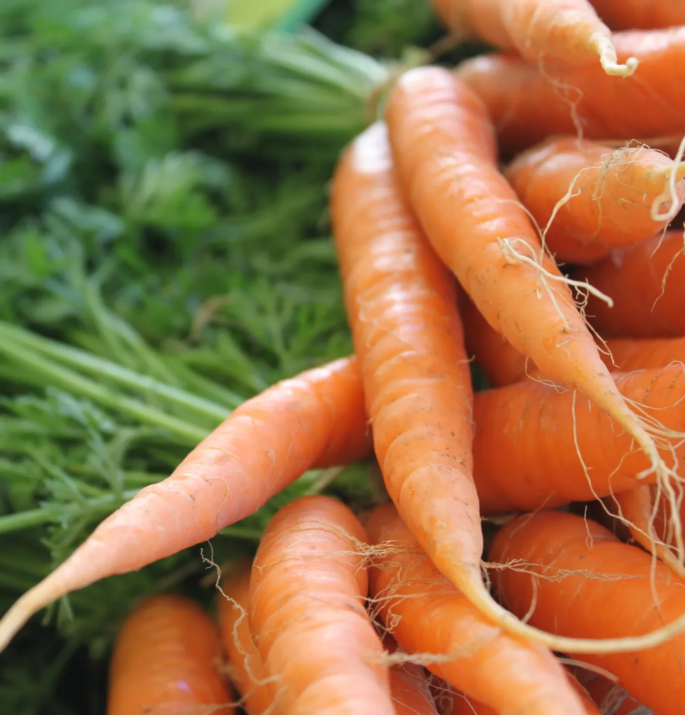 Gemüse Karotten-Bund