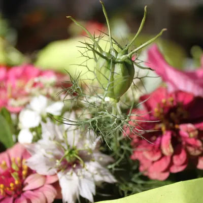 Wunderschöne Blumen vom Märit