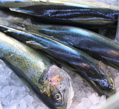 Frischer, regionaler Fisch vom Märit