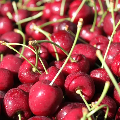 Frische Kirschen vom Märit