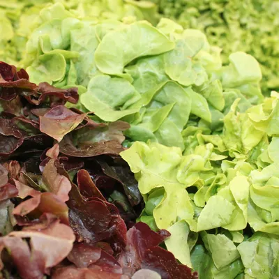 Frischer Salat vom Märit